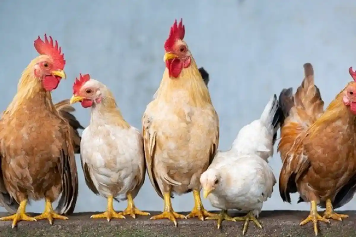 15 ARTI MIMPI Ayam, Tidur dengan Ayam, Ayam Putih Menurut Islam, Ternyata Ada Pesan Ini