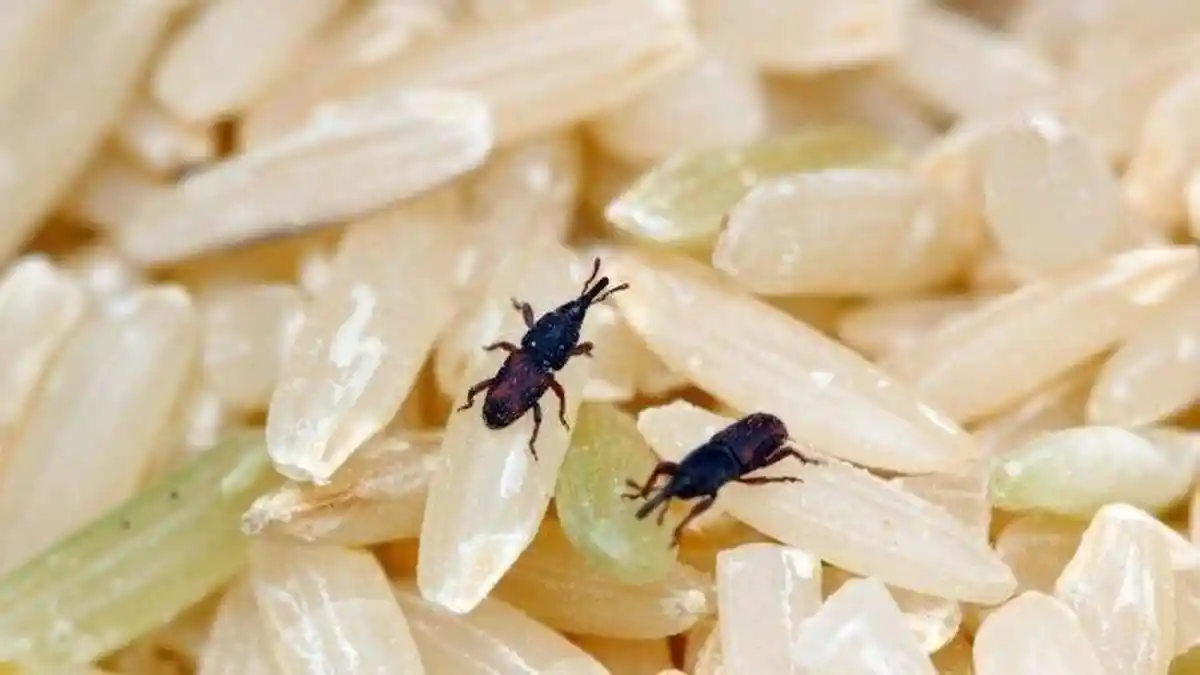 Ternyata Begini Cara Menyimpan Beras Agar Bisa Tahan Lama, Cukup Pakai Bumbu Dapur Ini