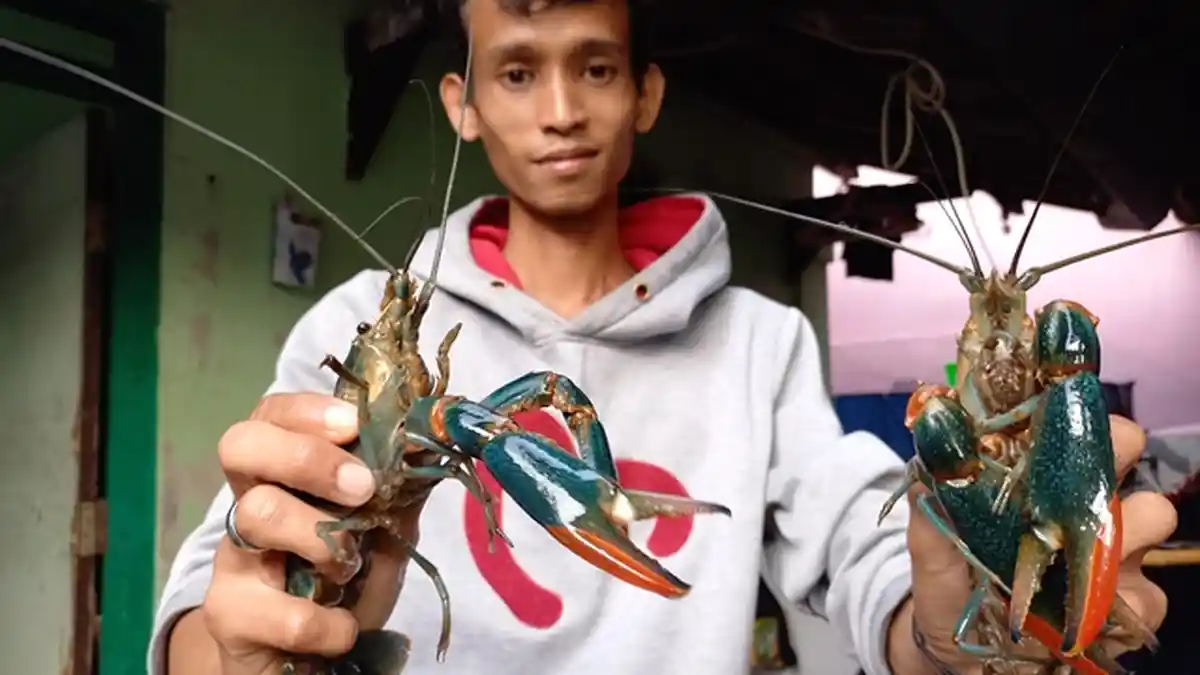 Dulu Pekerja Konstruksi Baja, Kini Dicky Banting Setir Sukses Budidaya Lobster