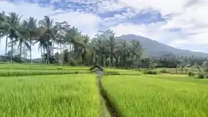 Pemandangan-pesawahan-di-Mandalawangi-dengan-latar-Gunung-Pulosari-yang-indah.jpg