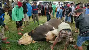SAPI-KURBAN-PRESIDEN-Proses-penyembelihan-sapi-kurban-milik.jpg