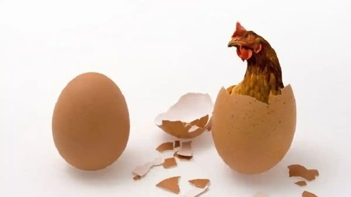 Terjawab Sudah Teka-teki Duluan Mana Ayam atau Telur, Ternyata Ada Penjelasan Ilmiahnya
