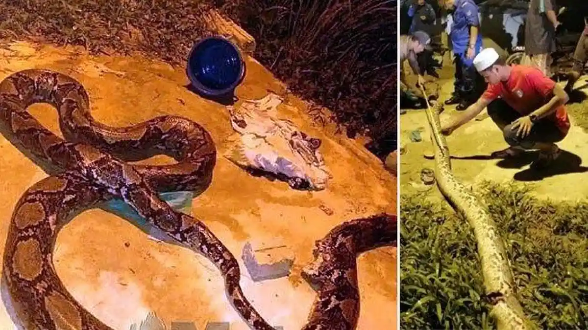 Perempuan Dililit Ular Piton Besar  Saat di Dapur, Begini Nasibnya