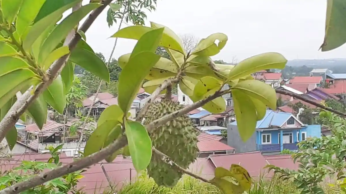 4 Manfaat Buah Sirsak jika Rajin Mengkonsumsinya, Ternyata Bisa Membunuh Sel Kanker