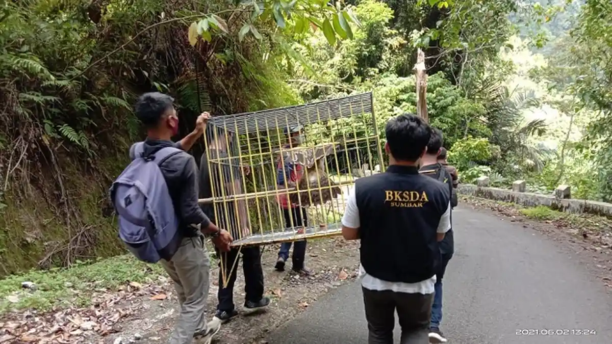 Dua Kukang dan Satu Elang Brontok Dilepaskan, Petugas Resor KSDA Agam Antar ke Cagar Alam Maninjau