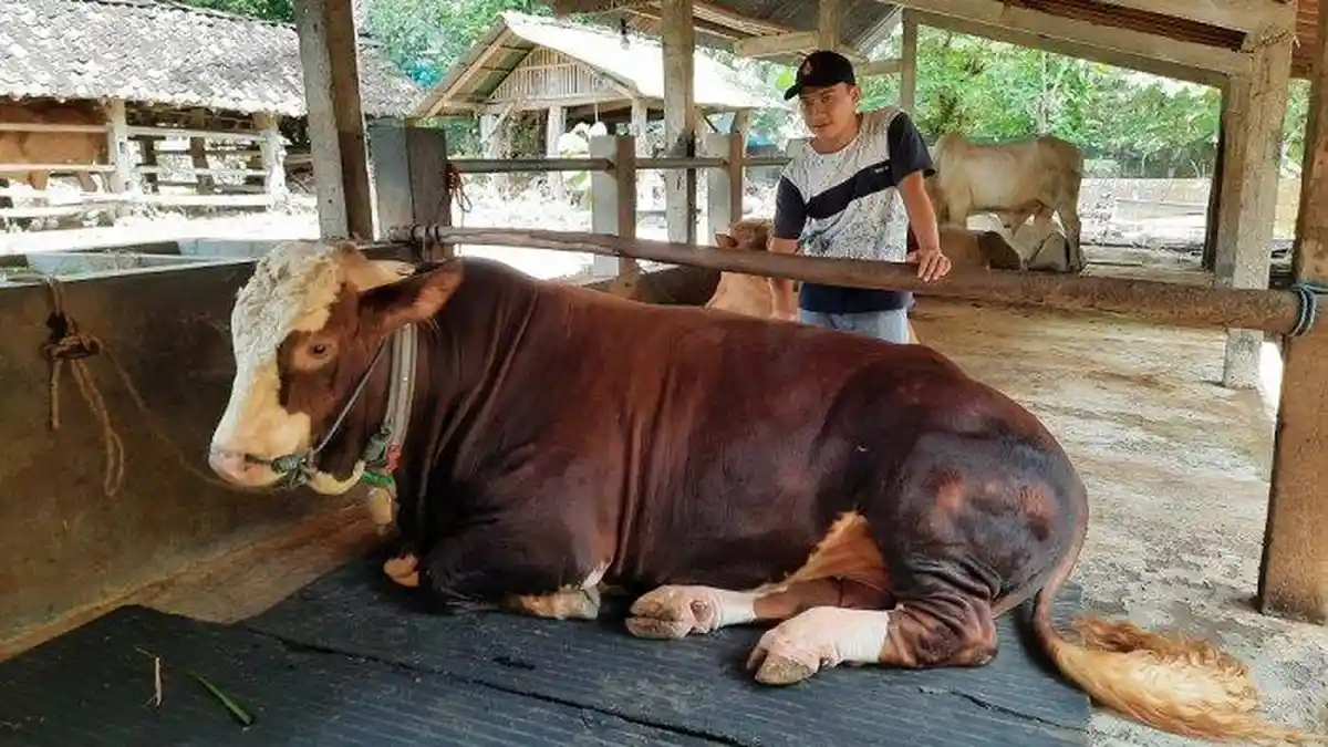 Pihak Masjid Istiqlal Bakal Potong Sapi Kurban Jokowi dan Maruf Amin pada Sabtu Besok