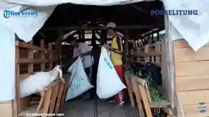 20260415-Peternak-di-Dusun-Rasau-Desa-Gantung-Belitung-Timur-merawat-kambing-Jawarandu.jpg