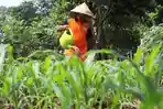 Merawat-Tanaman-di-Lahan-Terbatas_20250927_192325.jpg