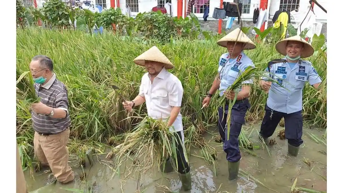 Ketika Setnov hingga Dada Rosada Ikut Panen Raya Padi di Lapas Sukamiskin, Berikut Fotonya