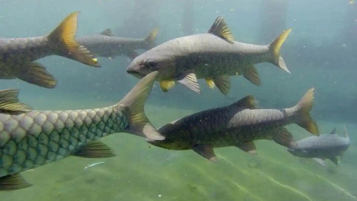 Diburu Menjelang Imlek: Ikan Dewa Namanya, Harganya Bisa Tembus Rp 1 Juta Per Kilo