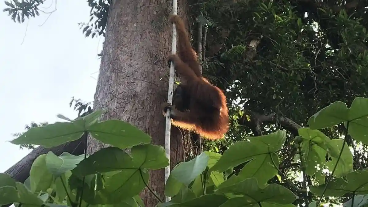 Orangutan, Gadis-Gadis Ayu dan Benang Emas Aceh Singkil