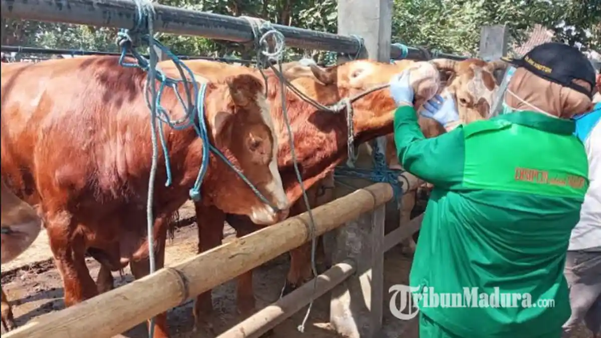 Petugas Dinas Ketahanan Pangan dan Pertanian Temukan Penyakit Hidung dan Mulut pada Hewan Kurban