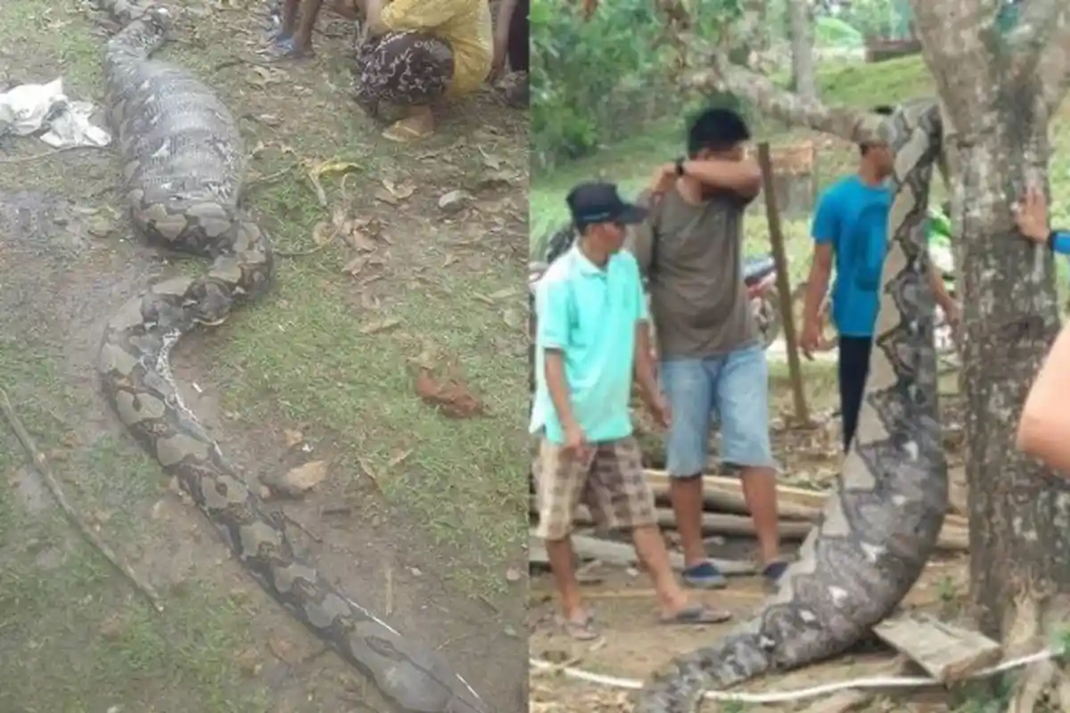 Ular Piton Sepanjang 5 Meter Ditemukan Mati Kekenyangan, Lihat Isi Perutnya Saat Dibedah