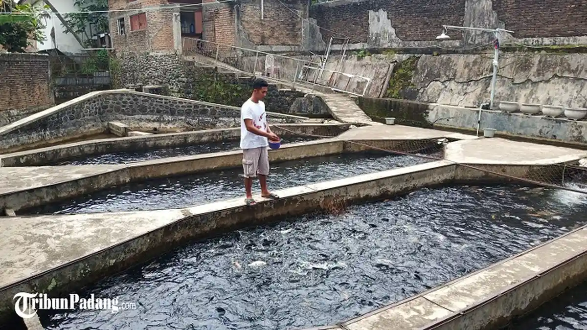 Budidaya Ikan di Kota Padang: Sekali Panen 2.5 Ton, Tidak Berpengaruh Pandemi Covid-19