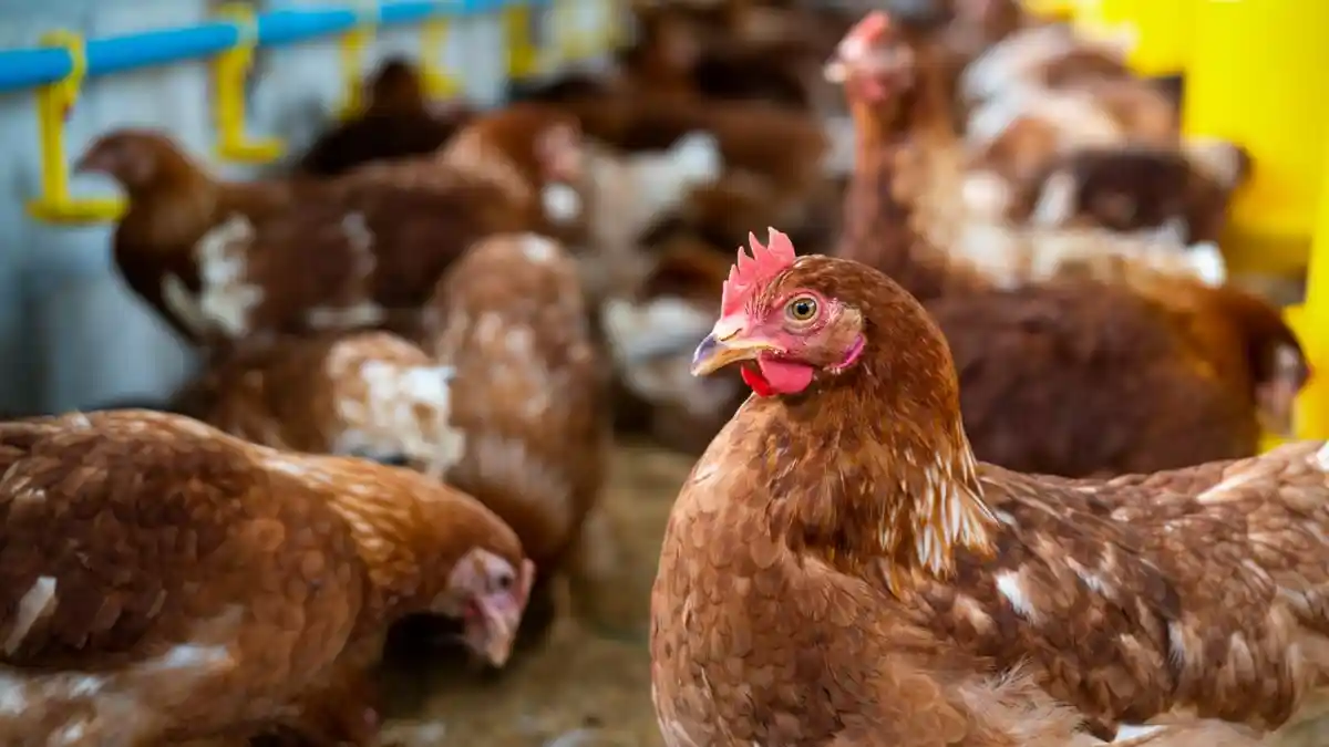 Gara-gara Ayam Petelur Banyak Dijual Jadi Ayam Pedaging, Harga Ayam Pejantan di Ciamis Terjun Bebas