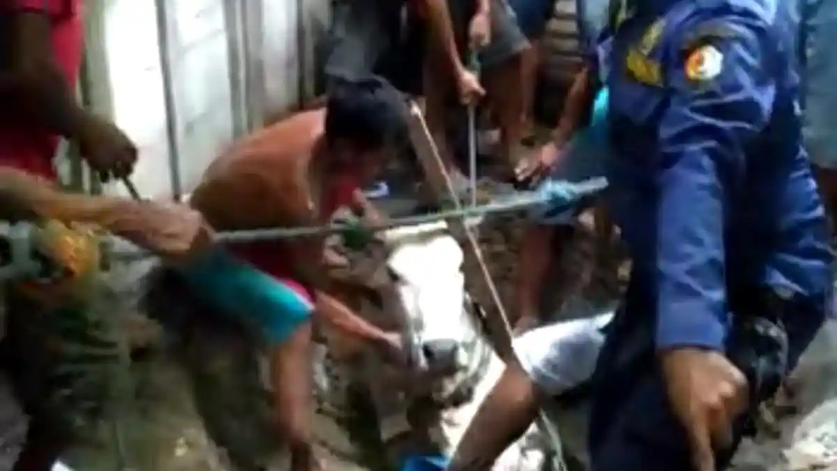 Sapi Ngamuk Terobos Dapur Berakhir Nyemplung di Sumur Bikin Heboh Warga Bojonegoro