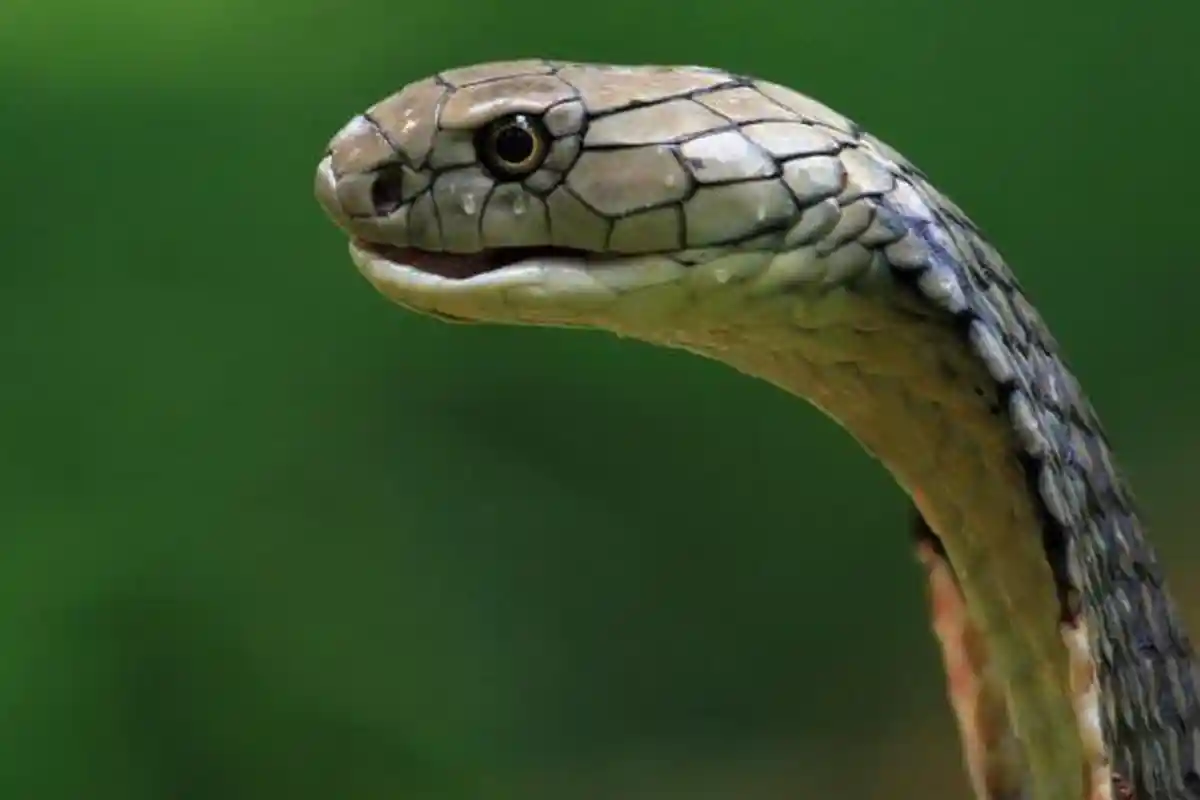 Pertolongan Pertama Gigitan Ular Berbisa, Stop Isap Darah, Belajar dari Insiden Alprih Priyono