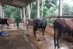 2026-04-30-Seorang-mahasiswa-peternakan-memberi-pakan-ternak.jpg