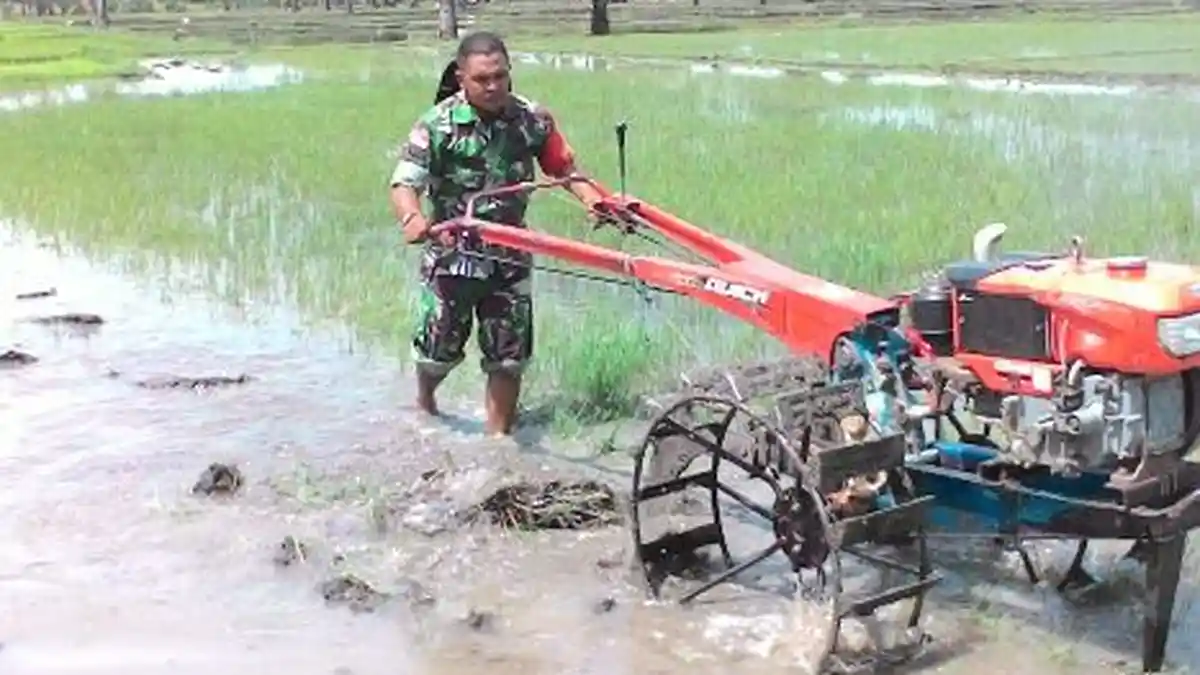 Jemput Bola, Babinsa Bantu Bajak Sawah Petani Di Desa Kletek