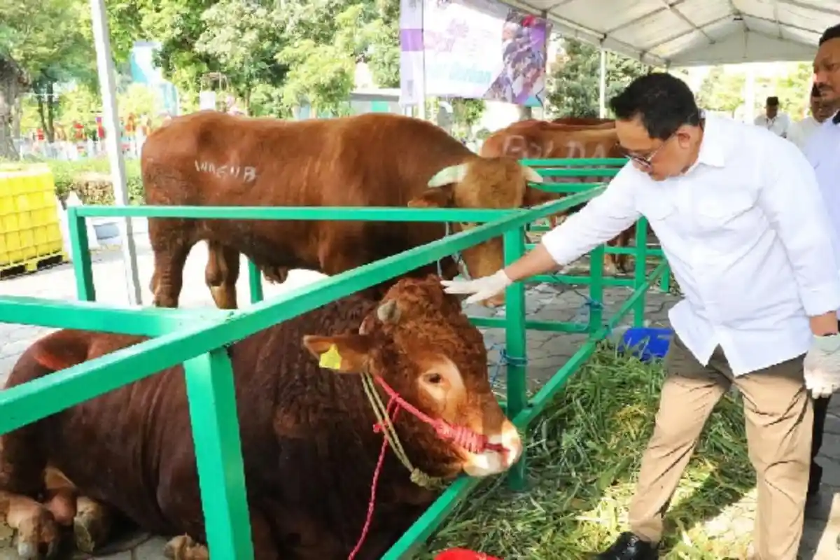 Penampakan Sapi Kurban Gubernur Khofifah, Dibeli dari Peternak Probolinggo, Bobotnya 1,1 Ton