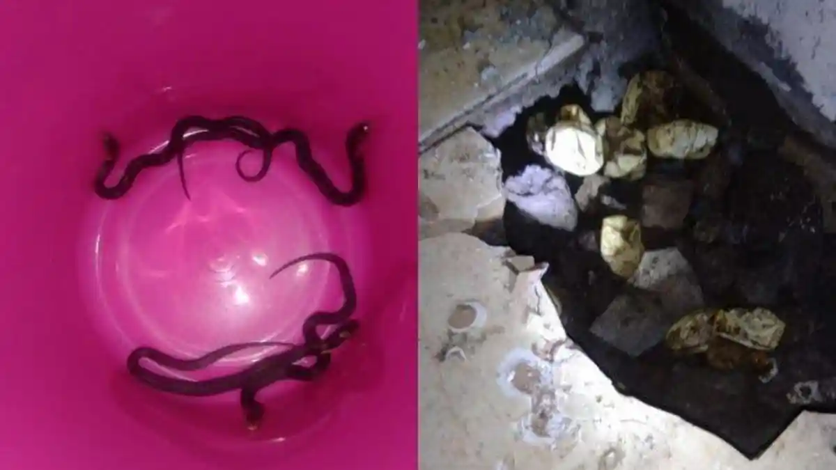 Penghuni Rumah Meloncat Lihat Anak dan Induk Ular Kobra Ditemukan Bersarang di Lantai Ruang Tamu