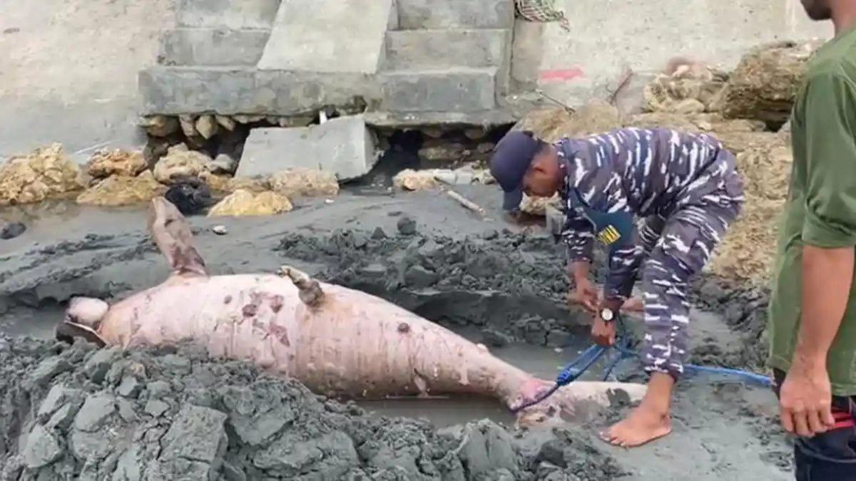 Bangkai Ikan Duyung ditemukan di Pantai Tanjung Babia Pasangkayu