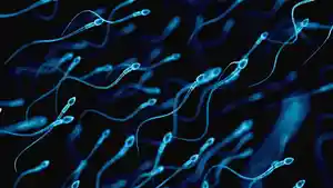 sperma-1.jpg