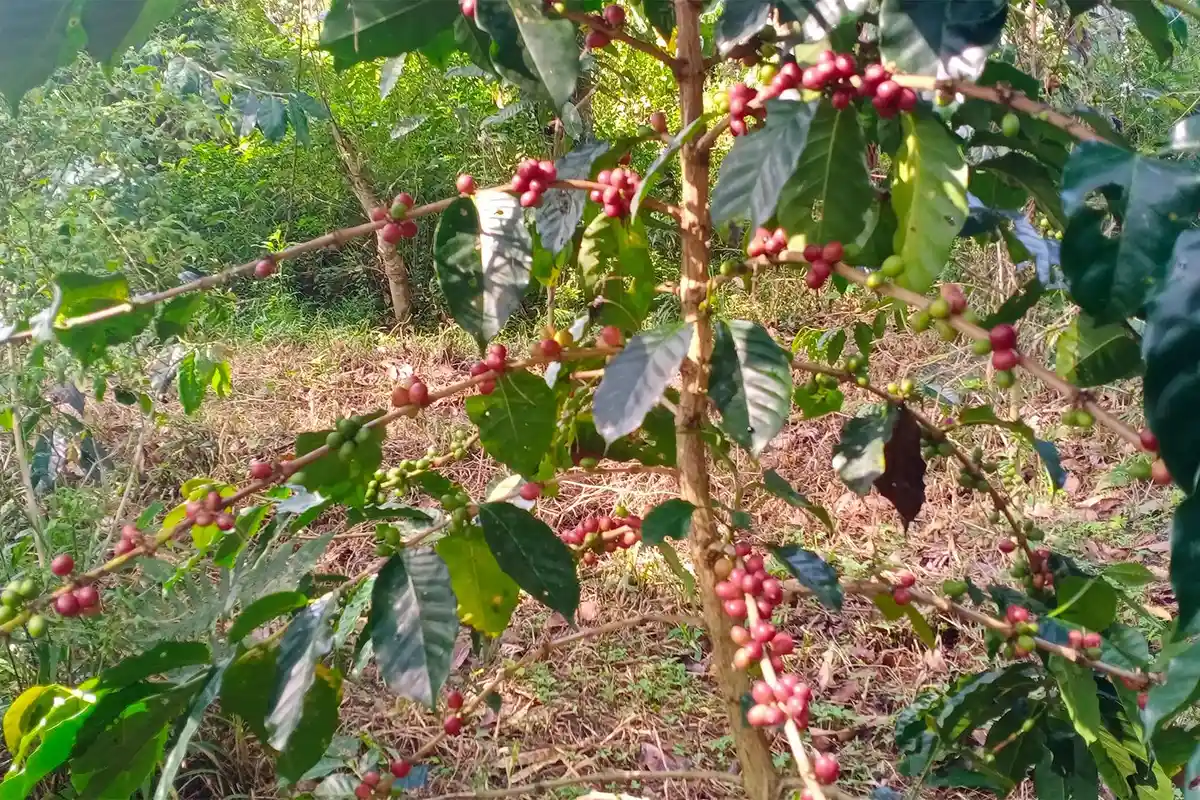 Harga Kopi Gayo Hari Ini Masih Bertahan Rp 45.000/Bambu di Gayo Lues