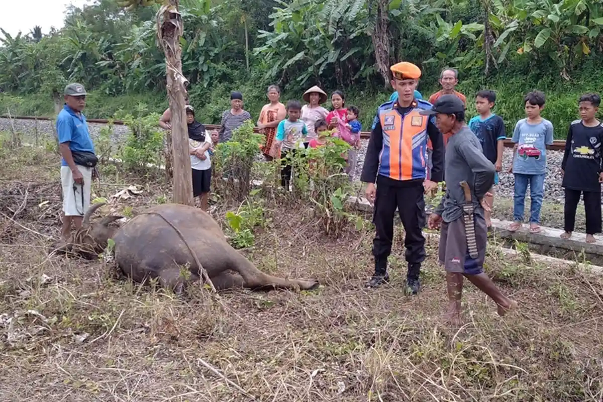 6 Kereta Api Terimbas Kecelakaan Kerbau Tertabrak KA Sawunggalih di Brebes, Terlambat 30-82 Menit