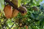 Buah-kakao-yang-masih-berada-di-pohon-di-dalah-satu-kebun-kakao-milik-warga11.jpg