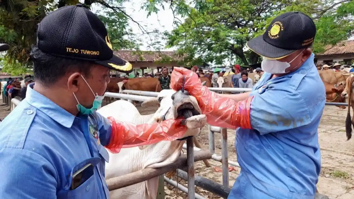 Ini Penyebab Sapi Terpapar PMK di Blora, Data Sementara 10 Positif dan 66 Suspek