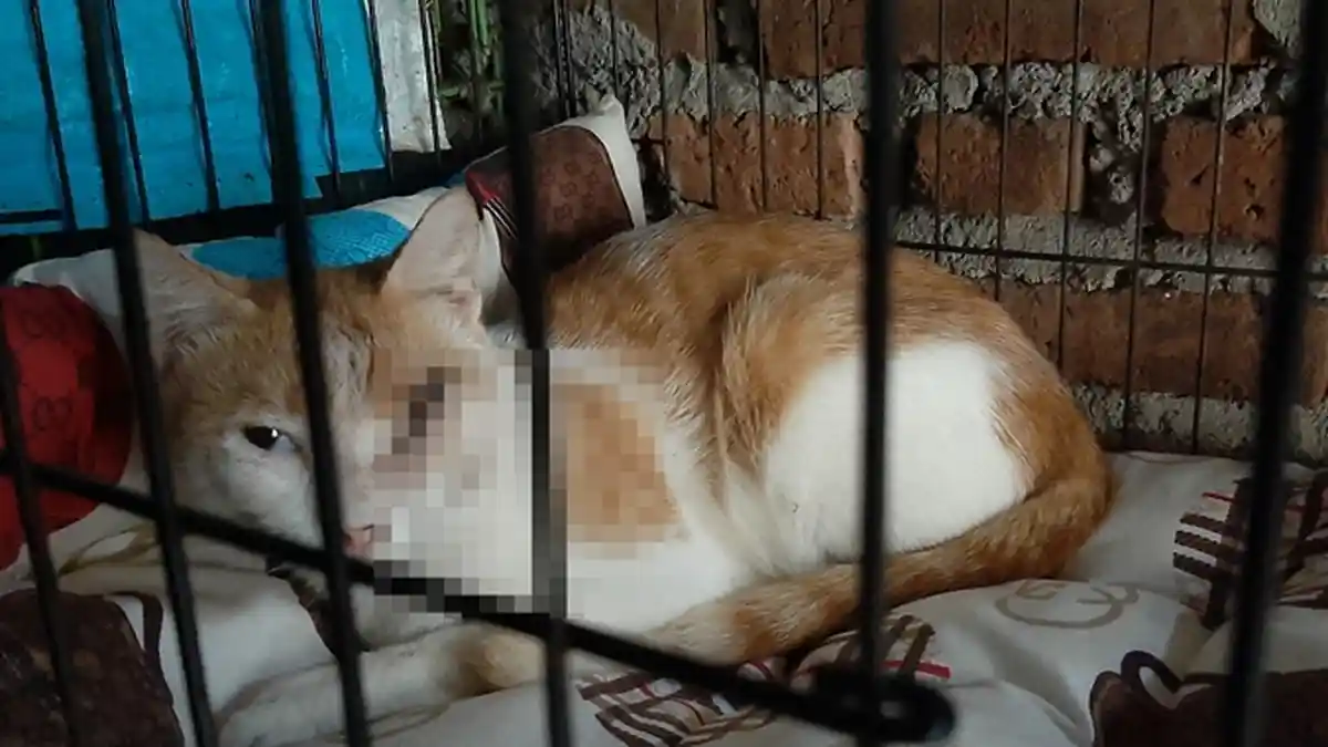 Pria di Cirebon Ini Menyiksa Kucing Sampai Terluka Parah, Komunitas Pencinta Kucing Lapor ke Polisi