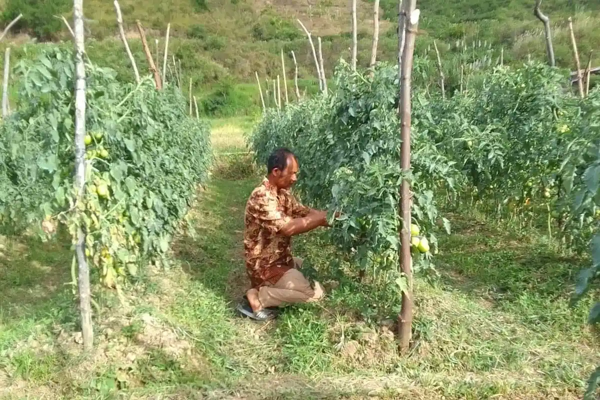 Harga Tomat Anjlok di Nosar Bintang Aceh Tengah, Petani Mengeluh