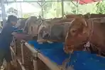 HEWAN-KURBAN-Potret-hewan-kurban-yang-ada-di-Magribie-Farm.jpg
