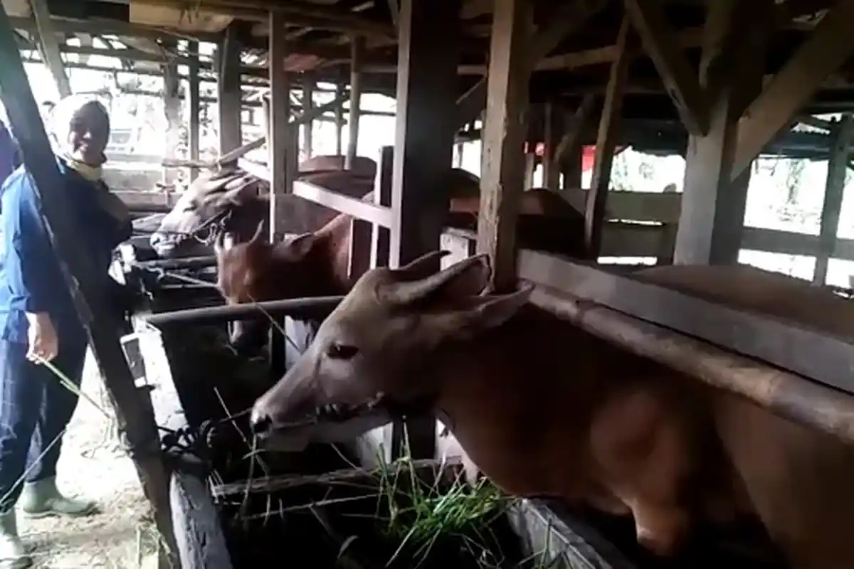 Rincian Laporan Harian Vaksinasi PMK Pemkab Tanjabbar, Sudah 300 dari 400 Dosis