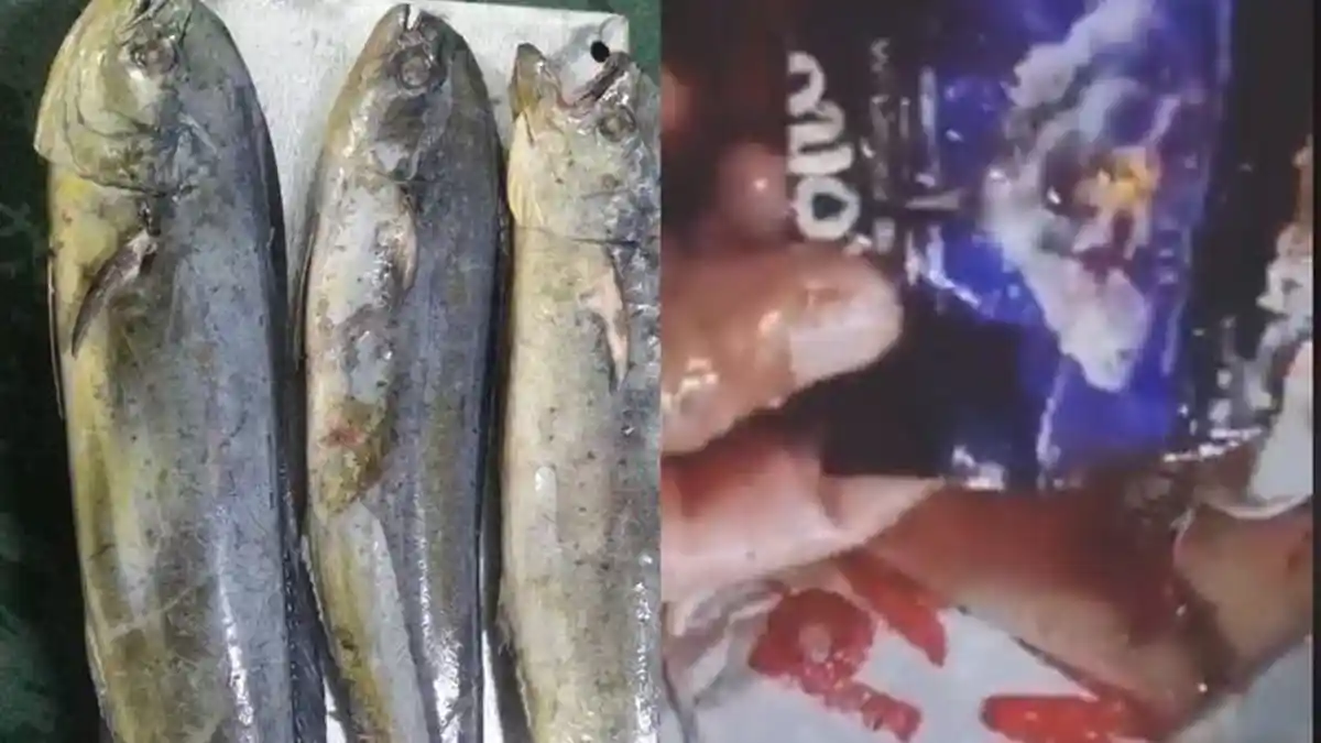 Viral, Wanita Ini Kaget Temukan Sampah Plastik di Perut Ikan yang Dibeli untuk Dimasak