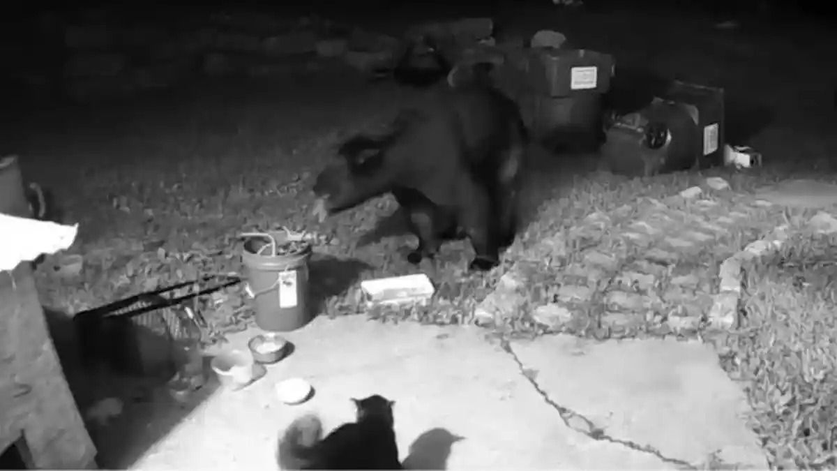 CCTV Tangkap Aksi Kucing Lawan Beruang agar Menjauh dari Rumah Majikannya
