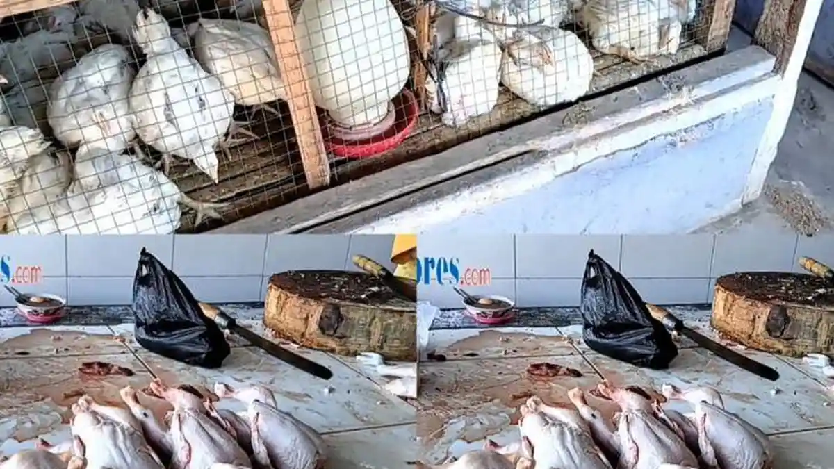 Daftar Harga Ayam Potong di Pasar Alok Maumere dan Jumlah Penjual