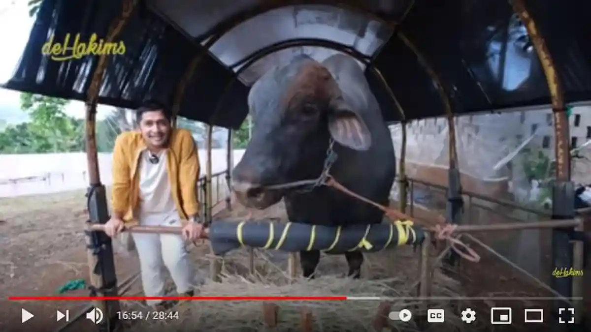 Irfan Hakim Ungkap Deretan Fakta Soal Sapi Grandong, Trending Sampai Ditawar Atta Halilintar