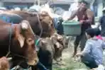 Beri Makan Hewan Qurban