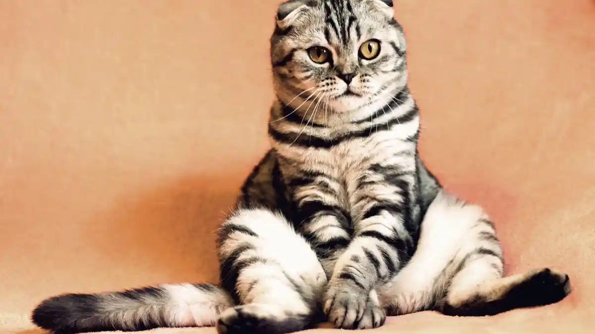 Arti Mimpi Tentang Kucing, Hati-hati Tertimpa Sial