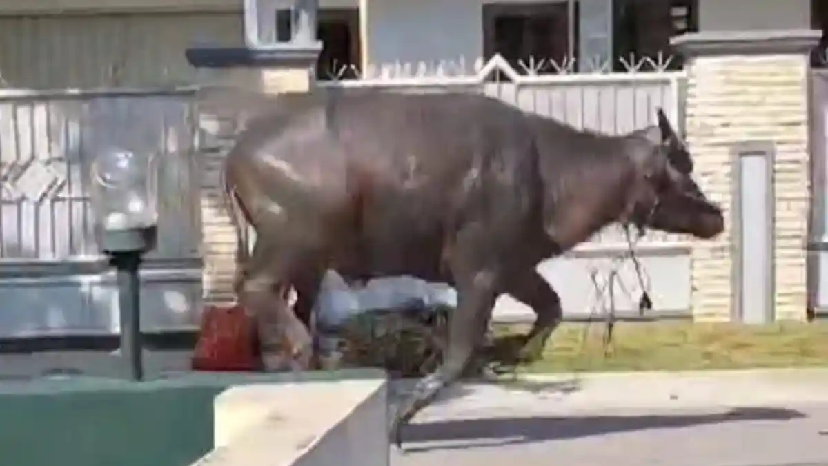 Kerbau Kurban di Kudus Ngamuk Seruduk Rumah & Kendaraan Warga hingga Rusak, Bikin Kaswati Pingsan