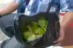 Kebun Khat di Cisarua