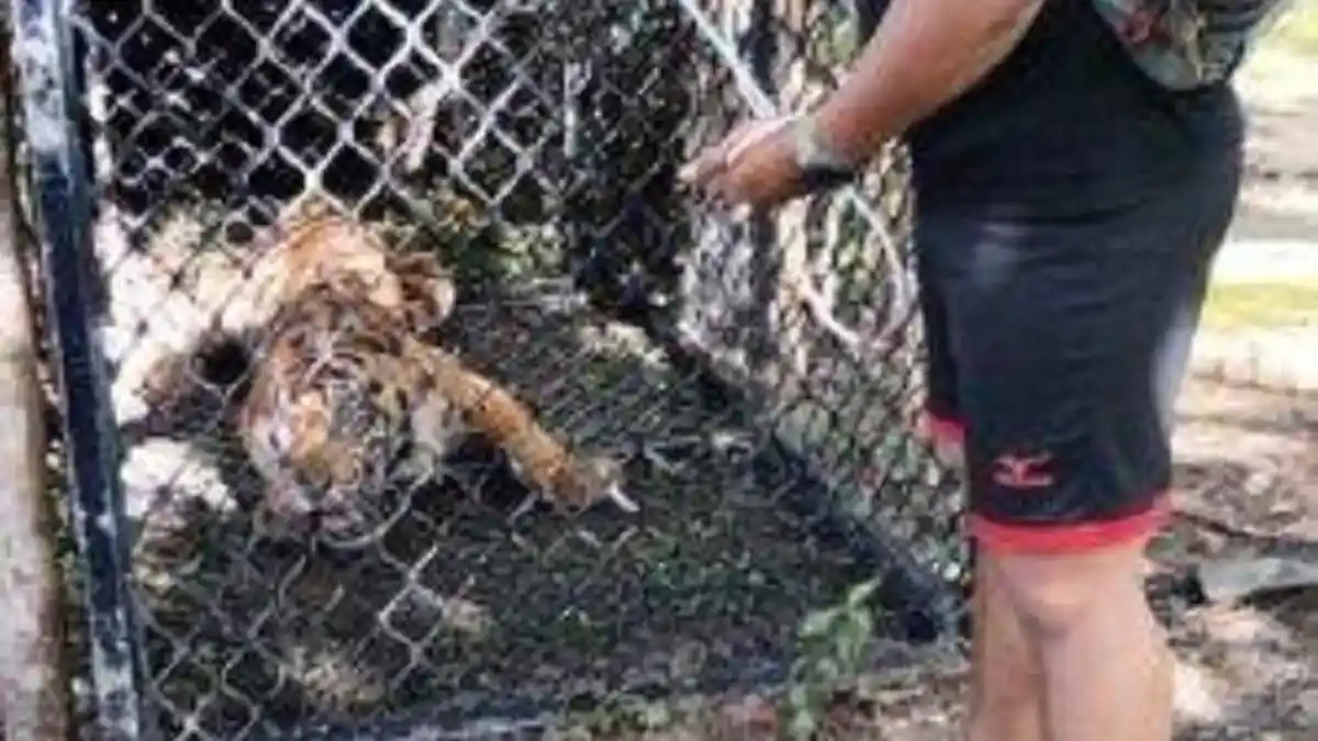 Harimau Sumatera Pemangsa Ternak di Aceh Singkil Masuk Perangkap