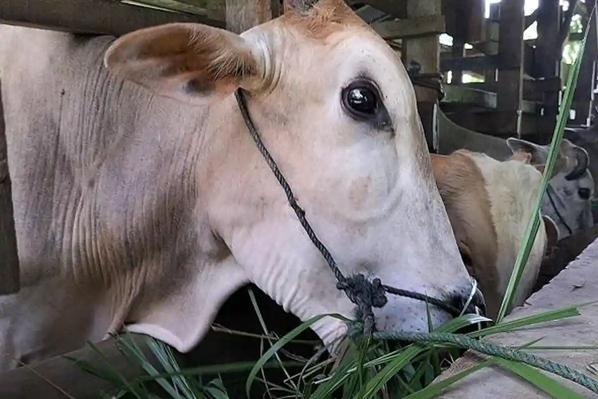 Dinas Peternakan Pariaman Sebut Ada Warga yang Tak Ingin Ternaknya Divaksin PMK, Alasannya Takut 