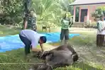Warga-menyembelih-sapi-di-Komplek-Yayasan-Sabilun-Najah-Desa-Lawe-Loning-Aman.jpg