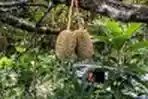 20140518_180004_durian-lamsujen.jpg