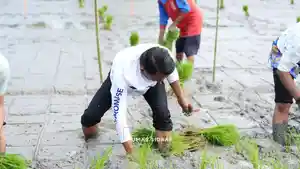 petani-sidrap-111.jpg