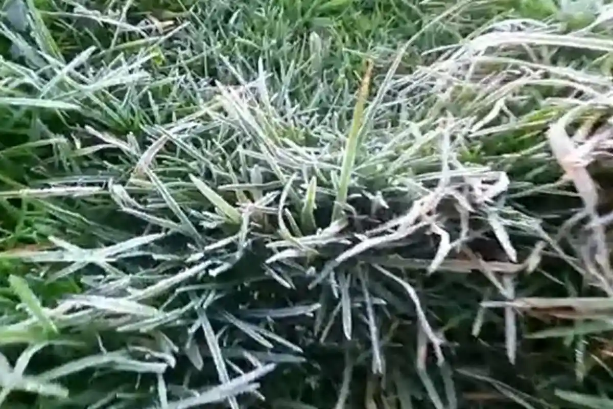 Suhu di Dieng Banjarnegara Tembus 1 Derajat Celsius, Embun Es Tutupi Pelataran Candi Arjuna