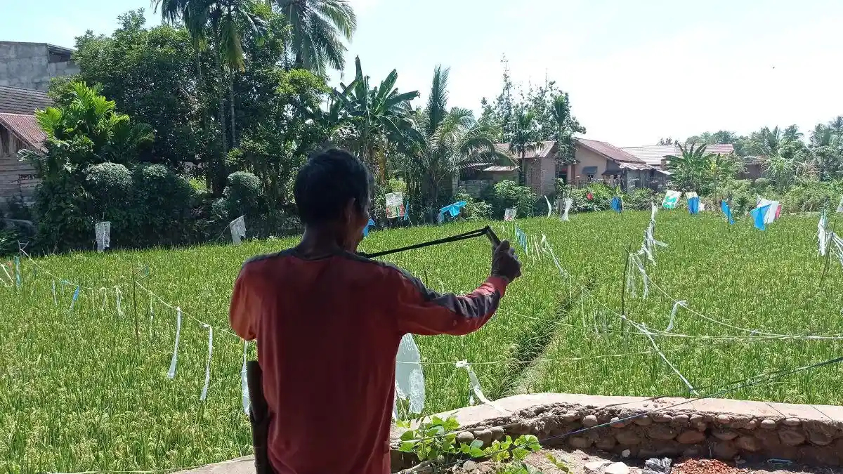 Padahal Padi di Lubuklinggau Siap Panen, Tapi Mulai Diganggu Hama Burung, Walang Sangit Hingga Tikus